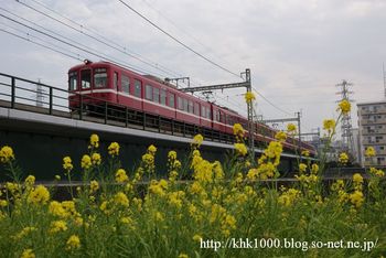 鶴見川の菜の花.jpg